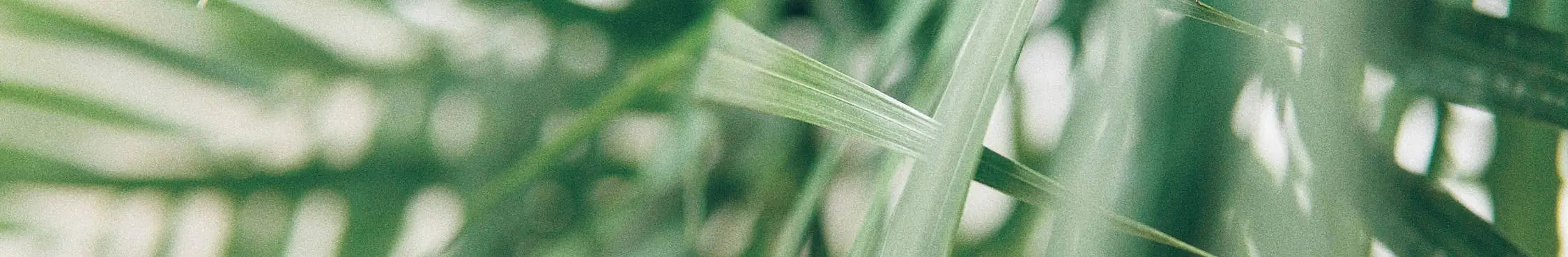 Close-up of green palm leaves with soft sunlight filtering through.